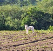 LOTKA, Hund, Mischlingshund in Slowakische Republik - Bild 20