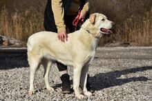 LOTKA, Hund, Mischlingshund in Slowakische Republik - Bild 3