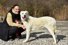 LOTKA, Hund, Mischlingshund in Slowakische Republik - Bild 4