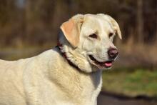 LOTKA, Hund, Mischlingshund in Slowakische Republik - Bild 5