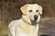 LOTKA, Hund, Mischlingshund in Slowakische Republik - Bild 6