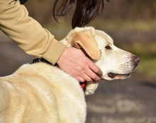 LOTKA, Hund, Mischlingshund in Slowakische Republik - Bild 7