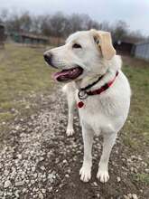 LOTKA, Hund, Mischlingshund in Slowakische Republik - Bild 8