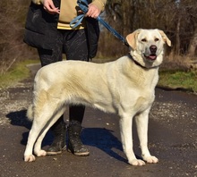 LOTKA, Hund, Mischlingshund in Slowakische Republik - Bild 9