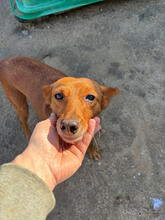 LAURINDA, Hund, Mischlingshund in Portugal - Bild 4