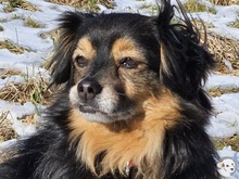 PITUCHO, Hund, Pekingese-Mix in Stuttgart - Bild 2