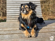 PITUCHO, Hund, Pekingese-Mix in Stuttgart - Bild 3