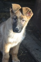 MARLEY, Hund, Deutscher Schäferhund-Mix in Rumänien - Bild 1