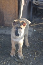 MARLEY, Hund, Deutscher Schäferhund-Mix in Rumänien - Bild 10