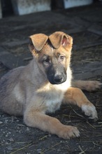 MARLEY, Hund, Deutscher Schäferhund-Mix in Rumänien - Bild 11