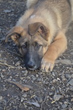 MARLEY, Hund, Deutscher Schäferhund-Mix in Rumänien - Bild 2