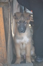 MARLEY, Hund, Deutscher Schäferhund-Mix in Rumänien - Bild 3