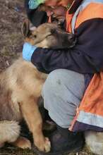 MARLEY, Hund, Deutscher Schäferhund-Mix in Rumänien - Bild 6