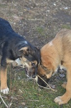 MARLEY, Hund, Deutscher Schäferhund-Mix in Rumänien - Bild 9