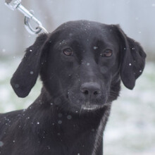 ANNELIE, Hund, Mischlingshund in Ungarn - Bild 1