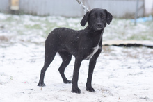 ANNELIE, Hund, Mischlingshund in Ungarn - Bild 2