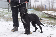 ANNELIE, Hund, Mischlingshund in Ungarn - Bild 3