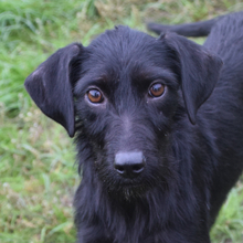 FLUFFY, Hund, Mischlingshund in Ungarn - Bild 1