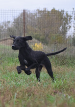 FLUFFY, Hund, Mischlingshund in Ungarn - Bild 2