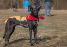 MUNA, Hund, Mischlingshund in Hof - Bild 15