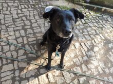 LUNA, Hund, Mischlingshund in Großröhrsdorf - Bild 2