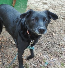 LUNA, Hund, Mischlingshund in Großröhrsdorf - Bild 4