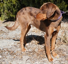 SANTIAGO, Hund, Mischlingshund in Zypern - Bild 10