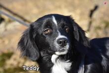 TEDDY, Hund, Mischlingshund in Donzdorf - Bild 1