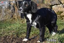 TEDDY, Hund, Mischlingshund in Donzdorf - Bild 3