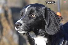 TEDDY, Hund, Mischlingshund in Donzdorf - Bild 4