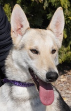 ELOWYN, Hund, Collie-Mix in Zypern - Bild 1