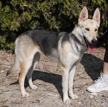 ELOWYN, Hund, Collie-Mix in Zypern - Bild 2