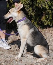 ELOWYN, Hund, Collie-Mix in Zypern - Bild 3