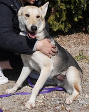 ELOWYN, Hund, Collie-Mix in Zypern - Bild 4