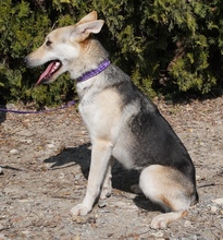 ELOWYN, Hund, Collie-Mix in Zypern - Bild 5