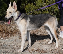 ELOWYN, Hund, Collie-Mix in Zypern - Bild 6