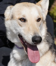 ELOWYN, Hund, Collie-Mix in Zypern - Bild 7