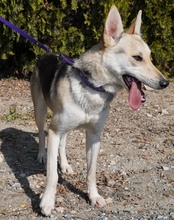 ELOWYN, Hund, Collie-Mix in Zypern - Bild 9