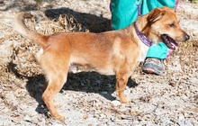 CARMELLO, Hund, Mischlingshund in Zypern - Bild 4