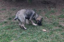 LENA, Hund, Mischlingshund in Ungarn - Bild 2