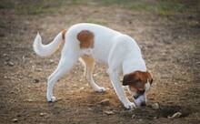 CAESER, Hund, Mischlingshund in Bulgarien - Bild 5