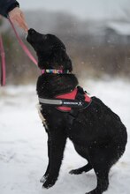 ANIKA, Hund, Mischlingshund in Bad Bevensen - Bild 2