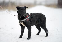 ANIKA, Hund, Mischlingshund in Bad Bevensen - Bild 3