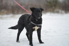 ANIKA, Hund, Mischlingshund in Bad Bevensen - Bild 4