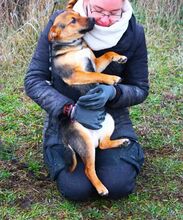 EARL, Hund, Mischlingshund in Peine - Bild 4