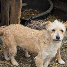 TIFFANY, Hund, Mischlingshund in Bulgarien - Bild 1