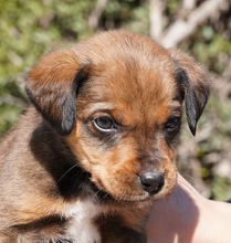 KENJI, Hund, Mischlingshund in Zypern - Bild 1