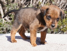 KENJI, Hund, Mischlingshund in Zypern - Bild 2