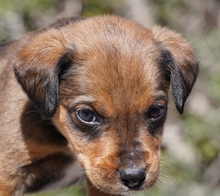 KENJI, Hund, Mischlingshund in Zypern - Bild 3