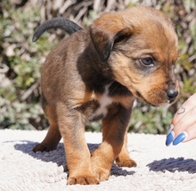 KENJI, Hund, Mischlingshund in Zypern - Bild 5